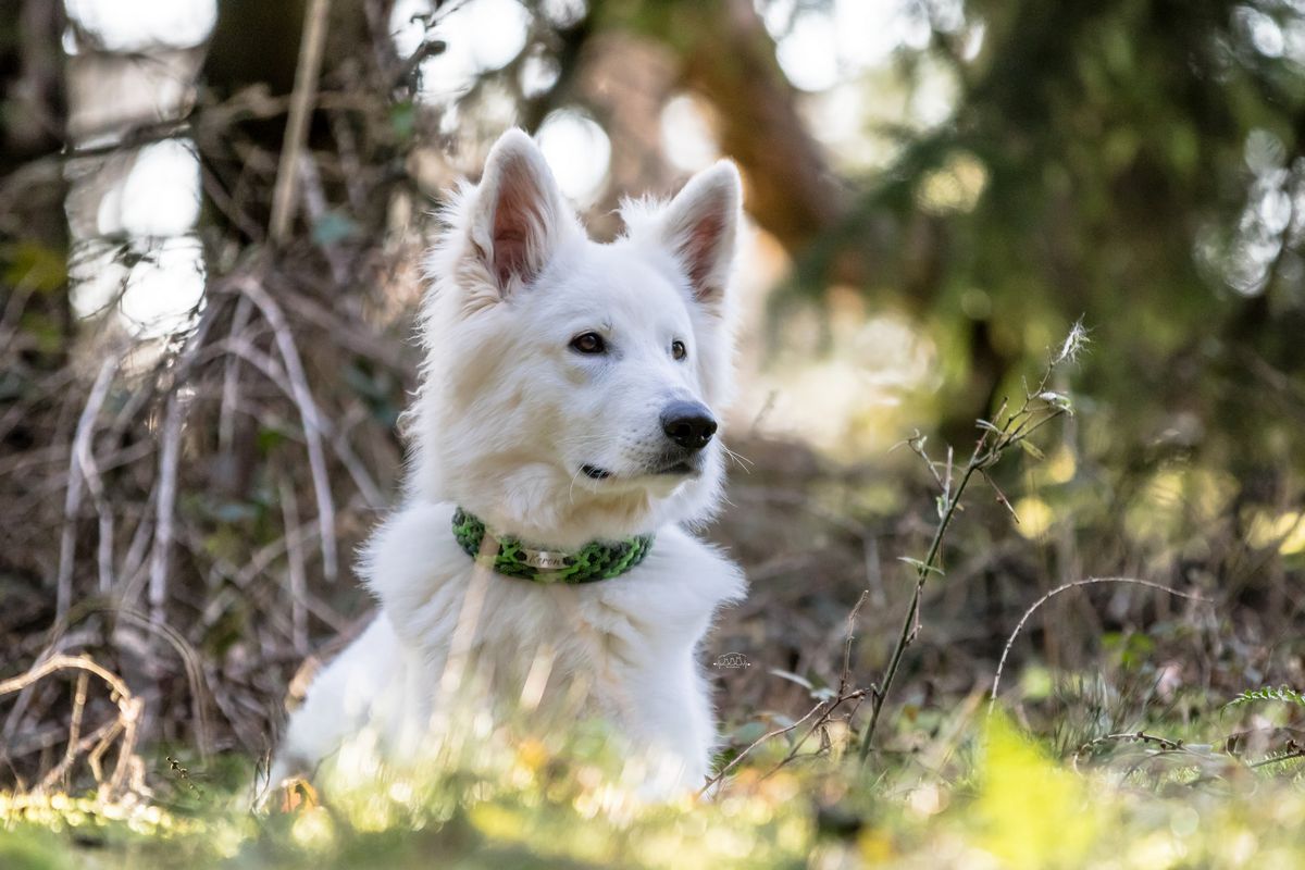 Keron vom Donnersberger Land | White Swiss Shepherd Dog 