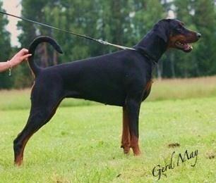 Arakia's Naomi | Black Doberman Pinscher