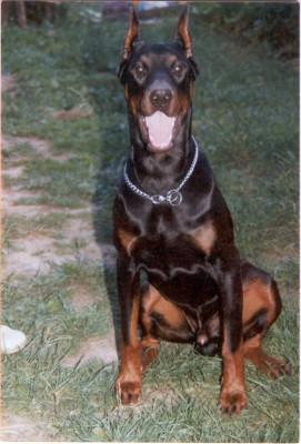 Cordy Qu Alba Avis | Brown Doberman Pinscher