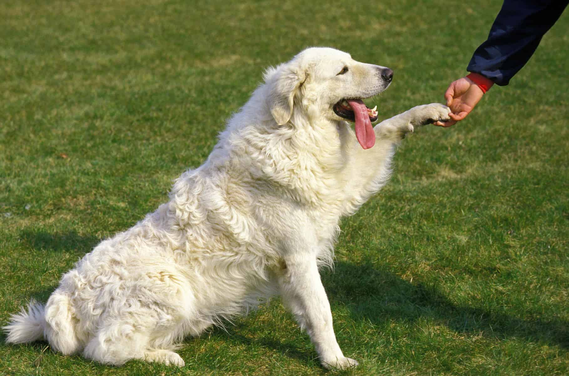 Kuvasz