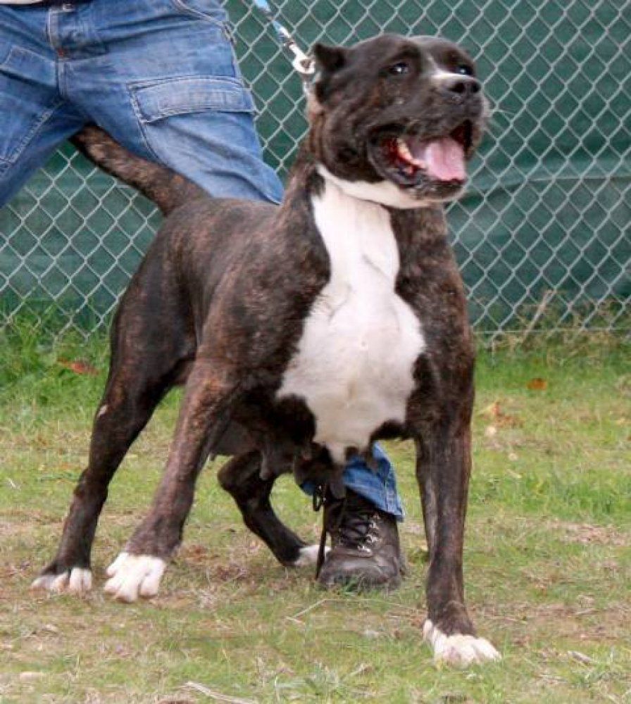 ELECTRA DE IRON BULL | Perro de Presa Canario 