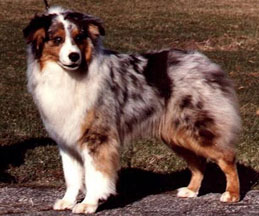 Free Spirit of Calgary | Australian Shepherd 