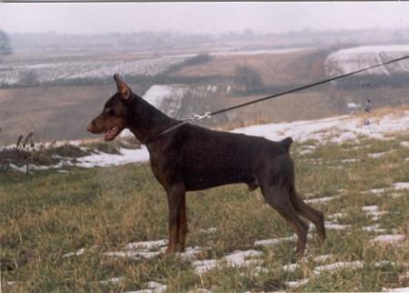 Toy Qu Alba Avis | Brown Doberman Pinscher