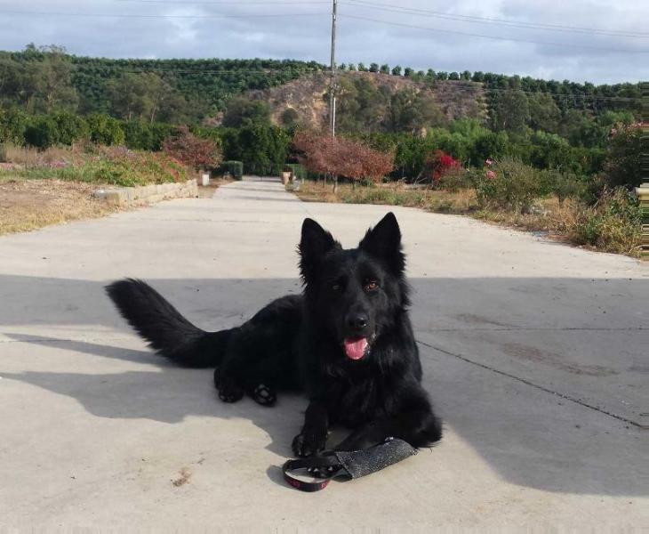 Zarno von der Edelweissbrucke | German Shepherd Dog 