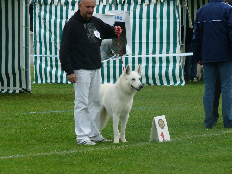 Celtic du domaine de turnago villares | White Swiss Shepherd Dog 