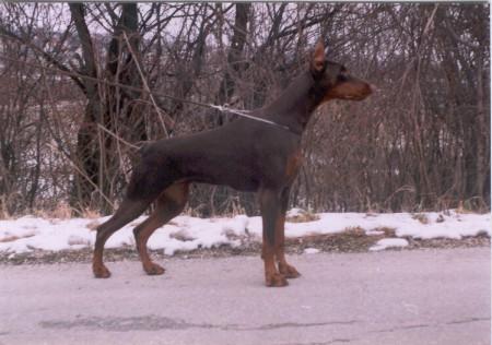 Tara Qu Alba Avis | Brown Doberman Pinscher