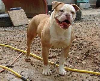 SBK's Porsche | Olde English Bulldogge 