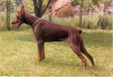 Bjanca Qu Alba Avis | Brown Doberman Pinscher