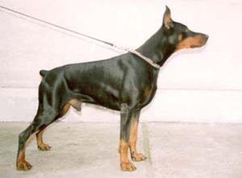 Energo Fortobella | Black Doberman Pinscher