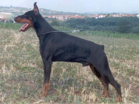 Monty Alba Avis | Black Doberman Pinscher