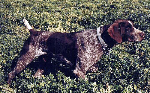 Beier's Evolution | German Shorthaired Pointer 