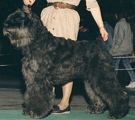 Periander Filette v.d. Overstort | Bouvier des Flandres 