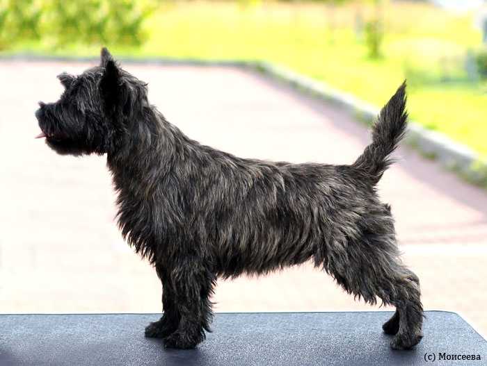 BRAND LIFE HOUSE OLIVER TWIST | Cairn Terrier 