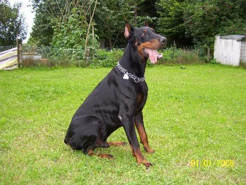 Aramis a.d. Hause Davidsen | Black Doberman Pinscher