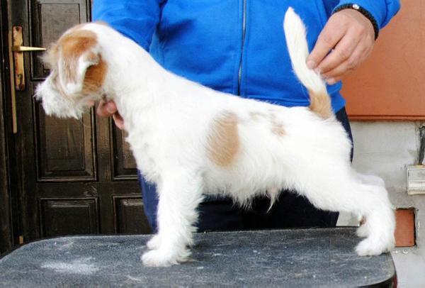 Heartily Milano | Jack Russell Terrier 