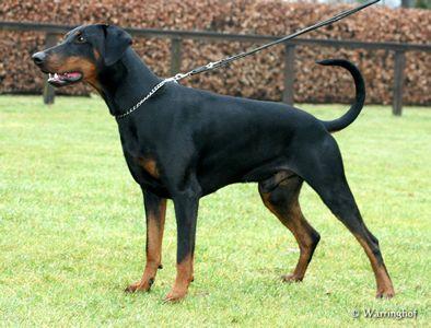 Udan v.d. Erjolihof | Black Doberman Pinscher