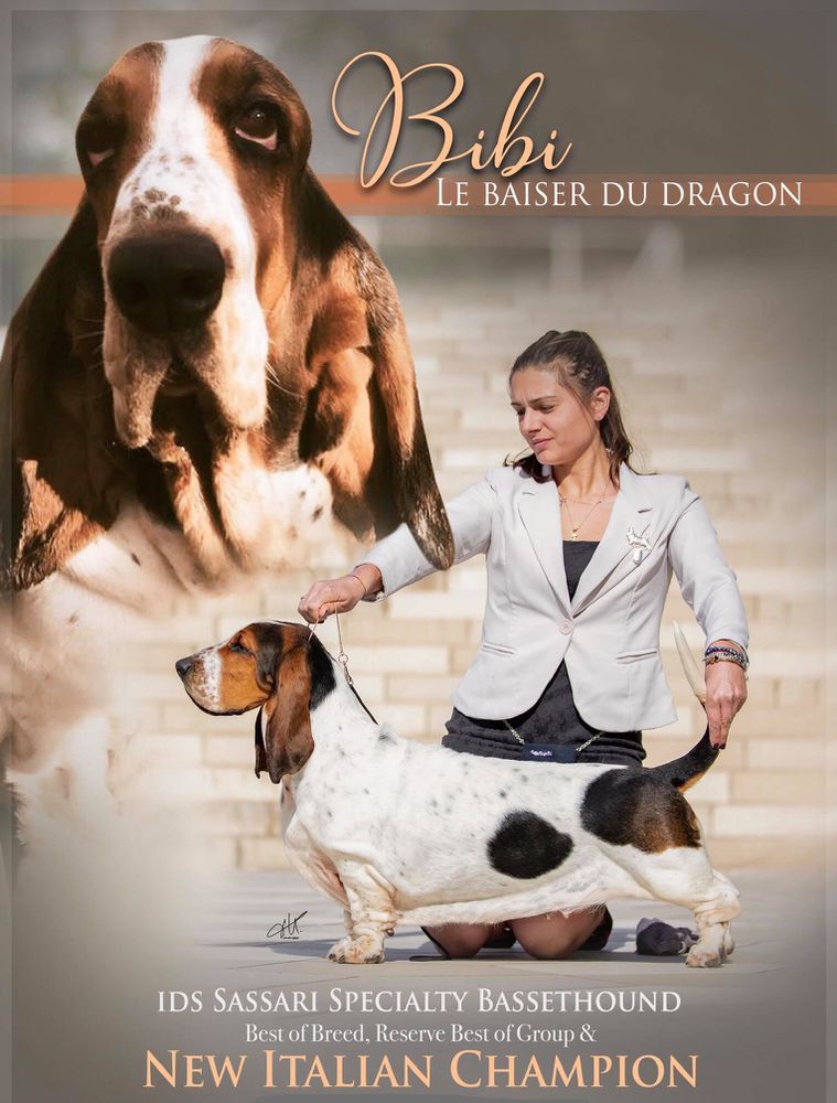 Le Baisir du Dragon | Basset Hound 