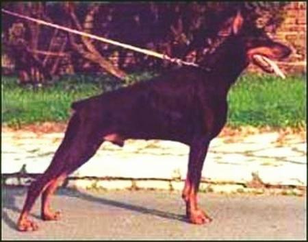 Elan Arno Cobra | Black Doberman Pinscher