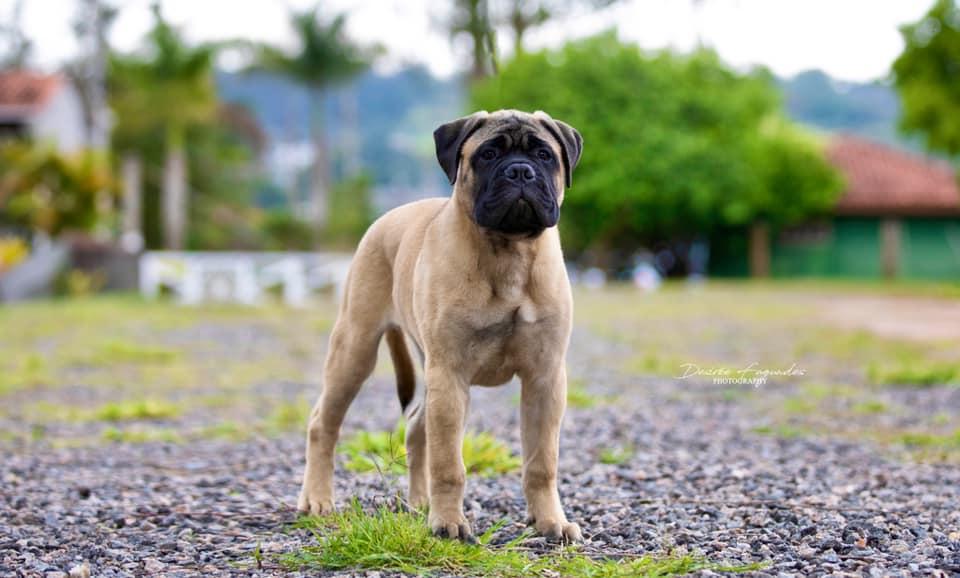 Imperia Rusbull Vip Red Tiger | Bullmastiff 