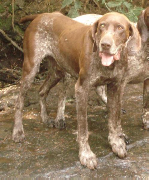 Dodi Al Fayed of Goedgevonden | German Shorthaired Pointer 