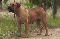 Plaaswag Phoebe | African Boerboel 