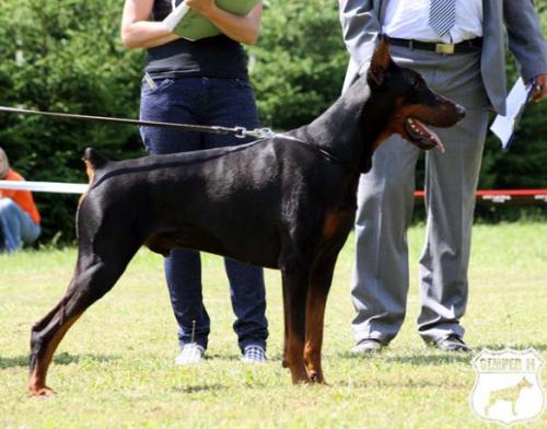 Iro Esporai | Black Doberman Pinscher