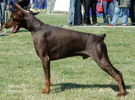 Modus Ost Borus Bora | Brown Doberman Pinscher