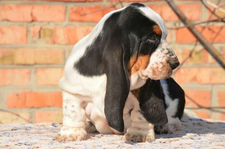 Rambo Go-Go Game BREENBRASS | Basset Hound 