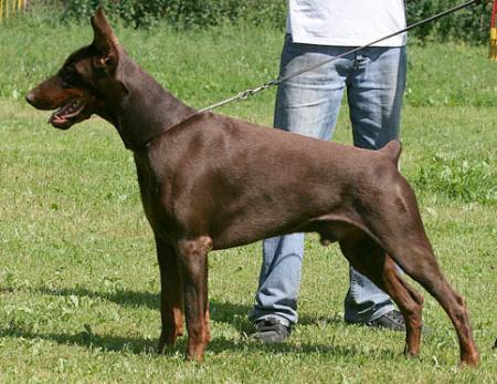 Modus Ost Boss Barbaross | Brown Doberman Pinscher