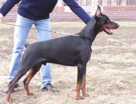 Modus Ost Flying Falcon | Black Doberman Pinscher