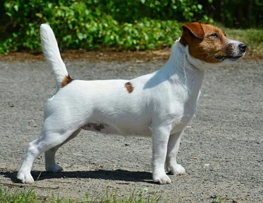 Gillien Lili Pylades | Jack Russell Terrier 