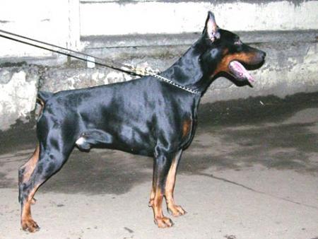 Modus Ost Fortis Ferox | Black Doberman Pinscher