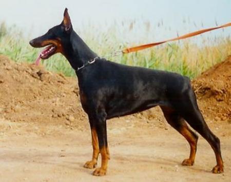 Modus Ost Formoza Feriae | Black Doberman Pinscher