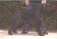 Irondark | Bouvier des Flandres 