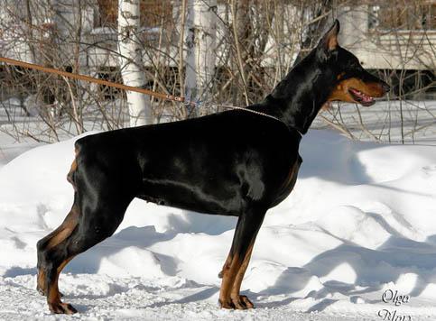 Modus Ost Formida Filia | Black Doberman Pinscher