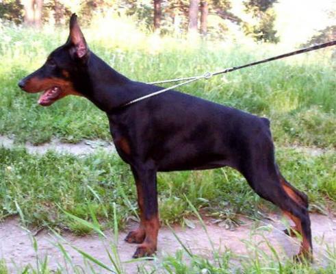 Irinland Naomi Namble | Black Doberman Pinscher