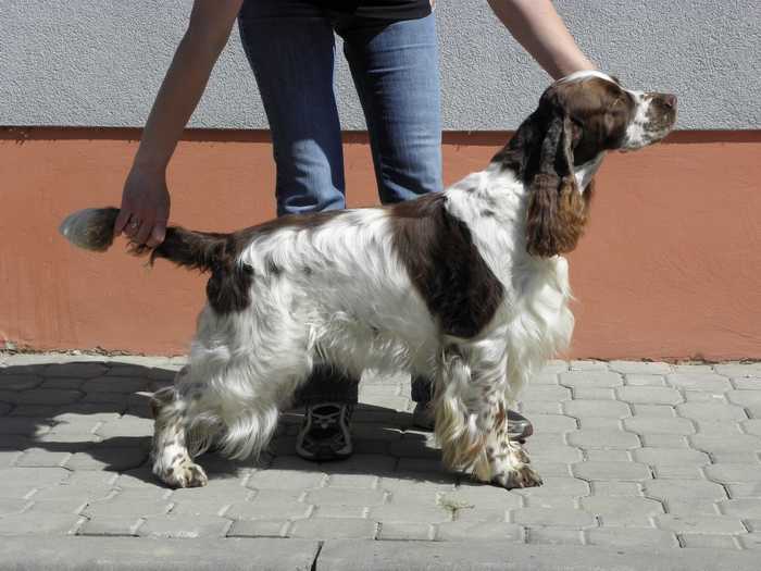 CHARLES OD STROUPINSKEHO POTOKA | English Springer Spaniel 