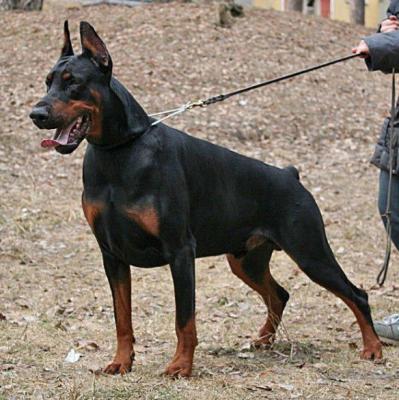 Pirat Pireyra iz Zoosfery | Black Doberman Pinscher