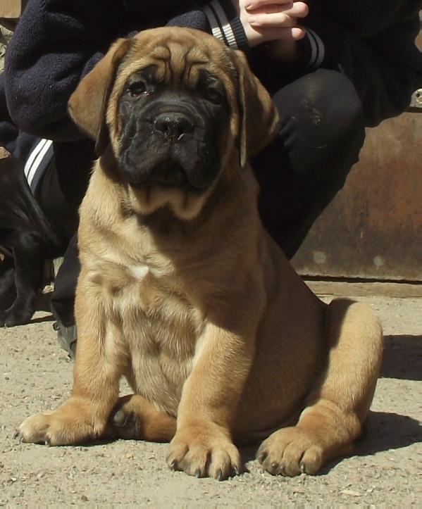 Relon | Mastiff 