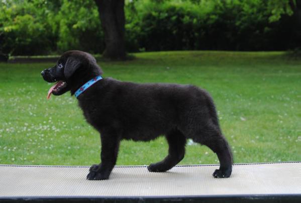 Cherry Vom Eisenraben | German Shepherd Dog 