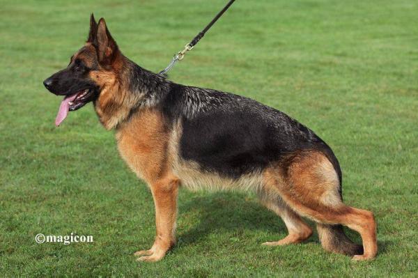 Queenie von Melanchthon | German Shepherd Dog 