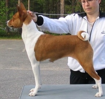 Wazazi Image of Love | Basenji 