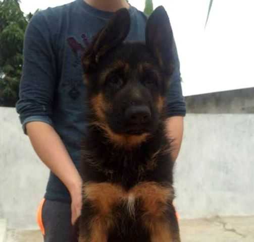 Borra A.T Tran Gia | German Shepherd Dog 
