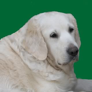 Styal Silverlina | Golden Retriever 