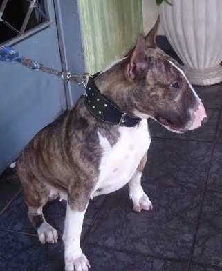 Americanbull  Troia | Bull Terrier 