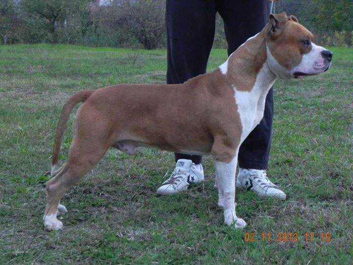 Elite Leader Bonebreaker | American Staffordshire Terrier 