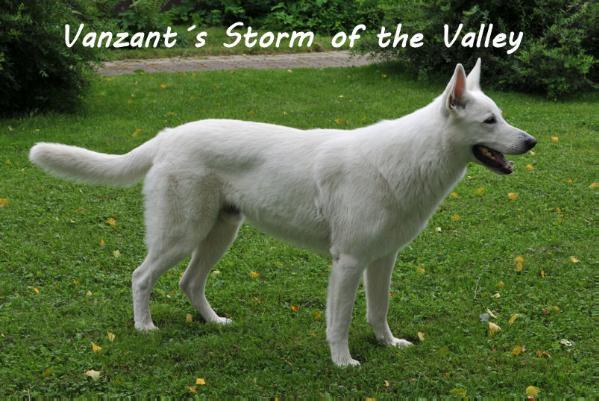 Vanzant´s Storm of the Valley | White Swiss Shepherd Dog 