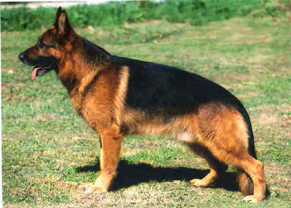 Urk von der Wienerau | German Shepherd Dog 