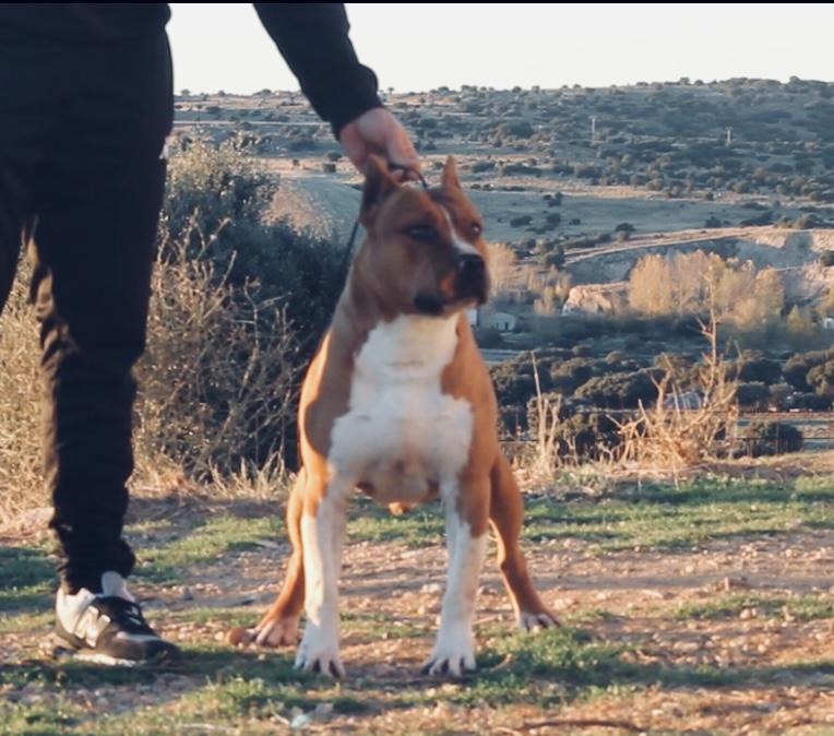 Alea Jacta Est Rock’n’Rolla | American Staffordshire Terrier 