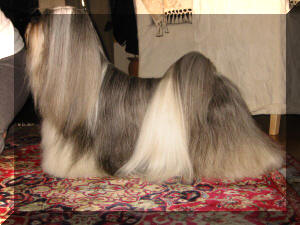 Panaphia's Midnight Walker | Lhasa Apso 